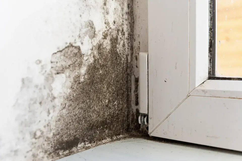 Orange — Water Damage Restoration